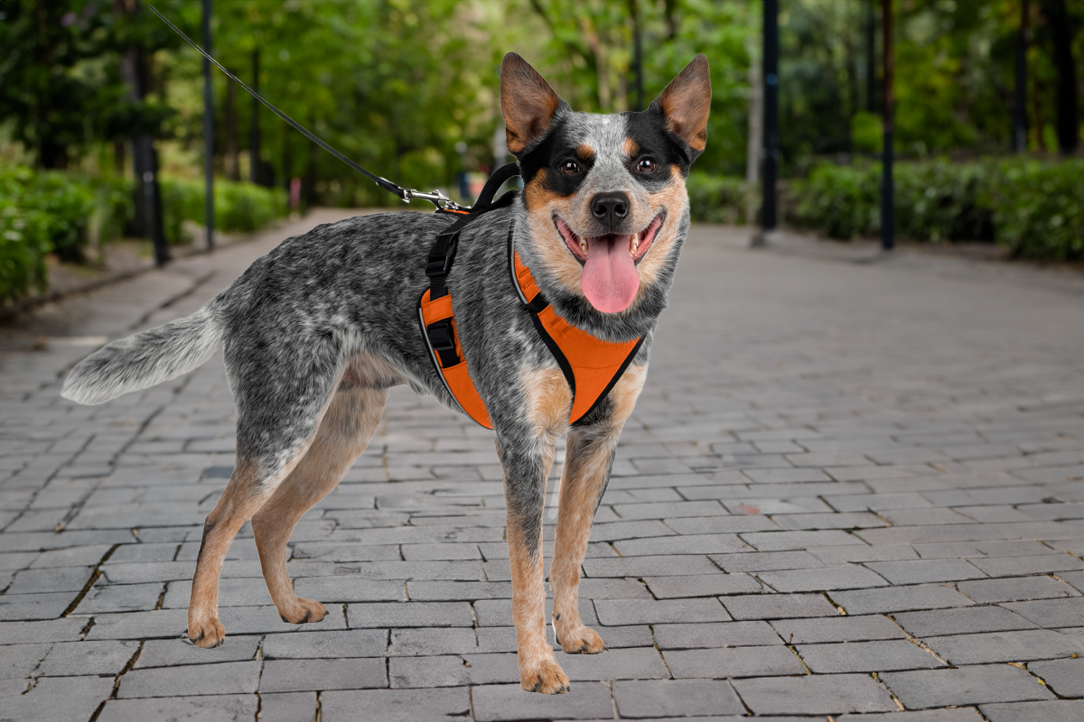 A dog standing outdoors on a paved path, wearing an orange harness.
